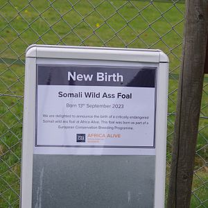 Signage of Somali Wild Ass foal- 1/10/2023