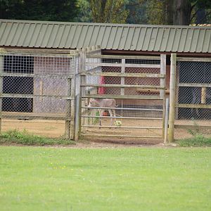 Somali Wild Ass foal- 1/10/2023