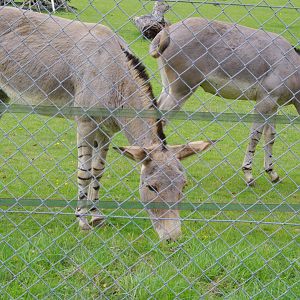 Somali Wild Ass- 1/10/2023