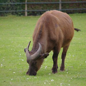 Congo Buffalo- 1/10/2023