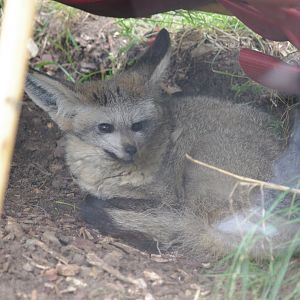 Bat-eared Fox- 1/10/2023