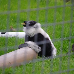 Black and White Ruffed Lemur- 1/10/2023
