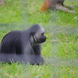 King Colobus- 1/10/2023