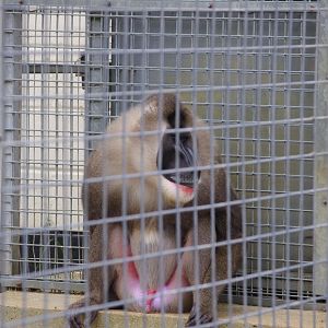 Male Drill- 1/10/2023