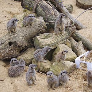 Meerkats- 1/10/2023