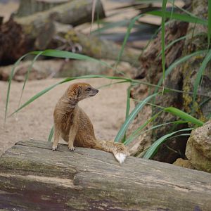 Yellow Mongoose- 1/10/2023