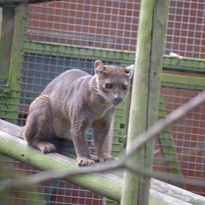 Fossa- 1/10/2023