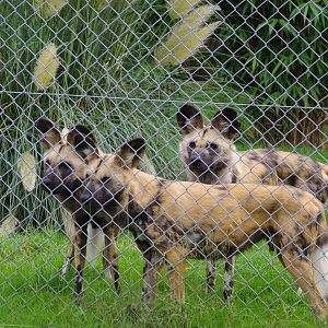 Cape Hunting Dogs- 1/10/2023