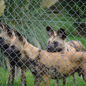 Cape Hunting Dogs- 1/10/2023