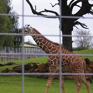 Reticulated Giraffe calf Charlie- 1/10/2023
