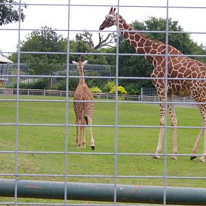 Reticulated Giraffe calf Charlie and adult female- 1/10/2023