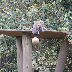 Mongoose(?) Lemur- 1/10/2023