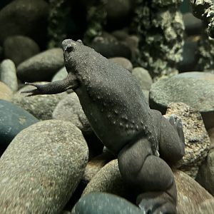 African Clawed Frog