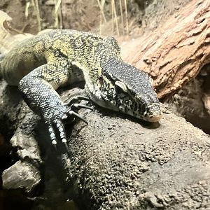 Nile Monitor