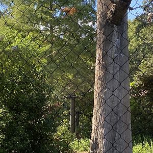 White Ibis in the Whooping Crane enclosure