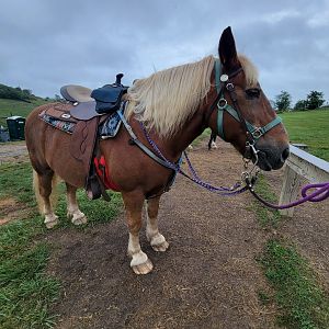 The Wilds - Barney, my horse :)