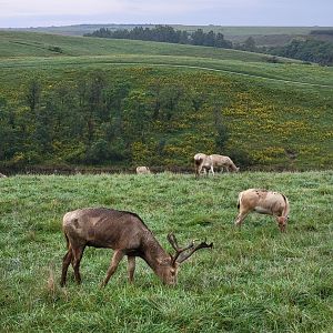 The Wilds - Pere David's deer