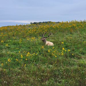 The Wilds - Bactrian deer