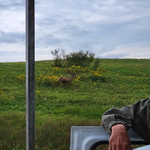 The Wilds - Bactrian deer