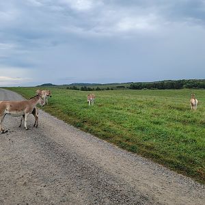 The Wilds - Persian Onager