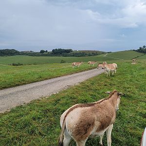 The Wilds - Persian Onager, with the Overlook up on the hill in the distance