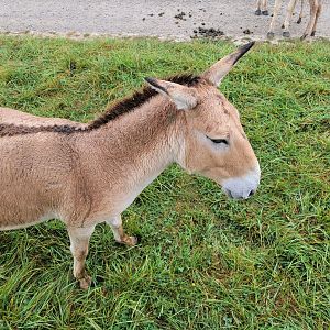 The Wilds - Persian Onager