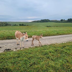 The Wilds - Persian Onager with foal