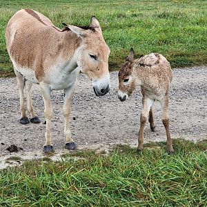 The Wilds - Persian Onager with foal