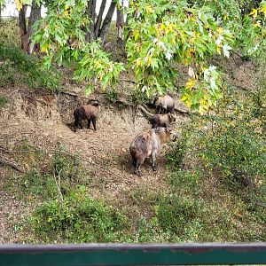 The Wilds - Sichuan takin calves