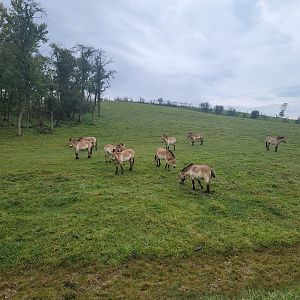 The Wilds - Przewalski's Horses