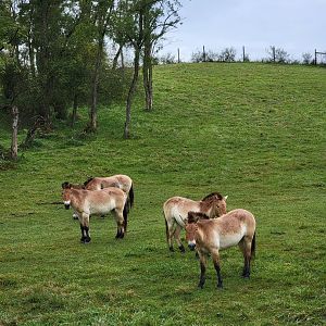 The Wilds - Przewalski's Horses