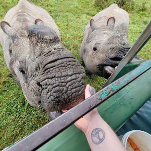 The Wilds - Feeding Indian rhinos