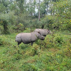 The Wilds - Indian rhinos