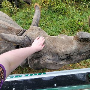 The Wilds - Giving Sonya the Indian rhino a scratch