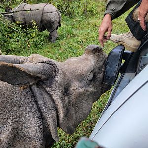 The Wilds - Sometimes car mirrors are nearly as yummy as carrots (Indian rhino)
