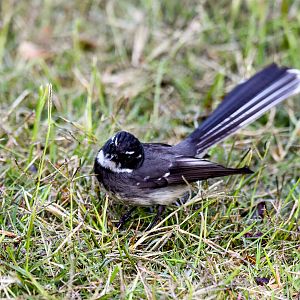 Grey Fantail