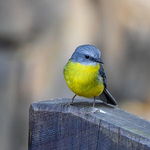 Eastern Yellow Robin