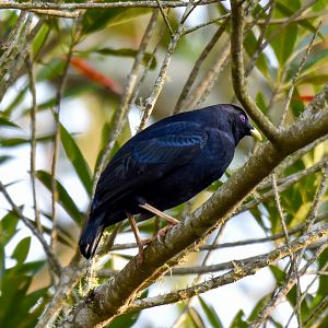 Satin Bowerbird