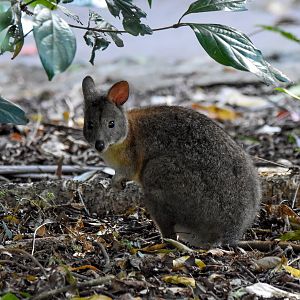 Red-necked Pademelon