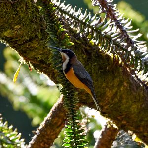 Eastern Spinebill