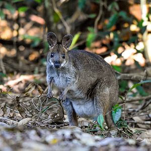 Red-legged Pademelon