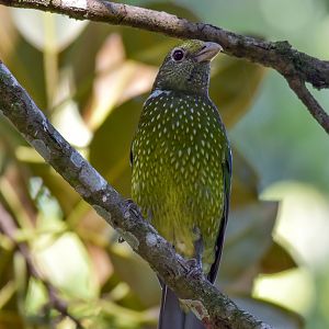 Green Catbird