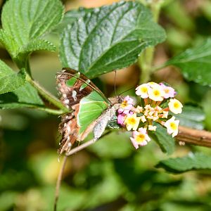 Macleay's Swallowtail
