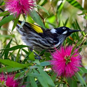 New Holland Honeyeater