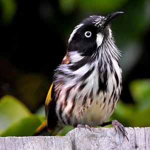 New Holland Honeyeater