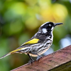 New Holland Honeyeater
