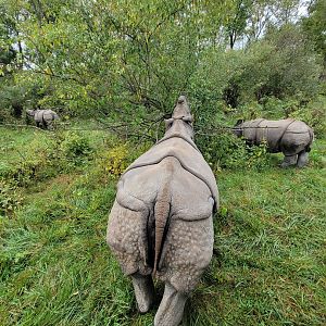 The Wilds - Indian rhinos