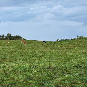 The Wilds - Banteng up on a hill