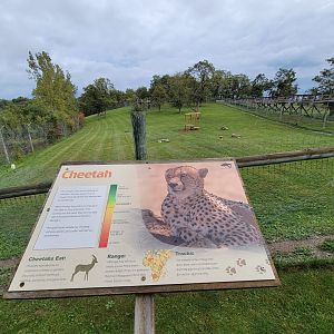 The Wilds - Cheetah yard #1