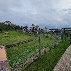 The Wilds - Cheetah yard #1, boardwalk to cheetahs